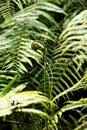 Towering Amidst a Fern Forest, a Young Fern Plant Stands Tall Royalty Free Stock Photo