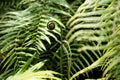 Towering Amidst a Fern Forest, a Young Fern Plant Stands Tall Royalty Free Stock Photo