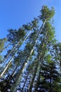 New Mexico Aspens, Rocky Mountains Royalty Free Stock Photo