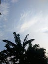 towering banana tree in front of the house Royalty Free Stock Photo