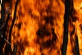 Towering Bonfire, Fiery Night Royalty Free Stock Photo