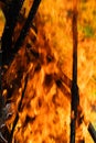 Towering Bonfire, Fiery Night Royalty Free Stock Photo