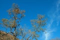 TOWERING BRANCHES WITH DRYING LEAVES AGAINST BLUE SKY AND WISPY WHITE CLOUD