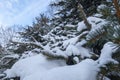 towering branches of spruce covered with snow against the blue sky.