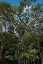 A towering Brazil Nut tree in the Amazon Rainforest in Tambopata, Peru Royalty Free Stock Photo