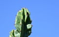 Towering Cactus in the Blue Sky