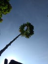 towering cassava trees with a slightly blue sky