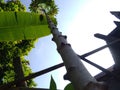 towering cassava trees with a slightly blue sky