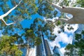 Towering city high-rise buildings around stack white gum tree trucks below from low point of view looking up