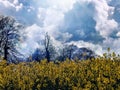 Towering clouds and rapeseed field Royalty Free Stock Photo