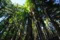 Towering Coastal Redwoods At Redwood National Park Royalty Free Stock Photo