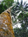 towering coconut trees look like an umbrella for life underneath