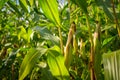 Towering Corn Cobs in October Light: Agricultural Harvest Still Unripe Royalty Free Stock Photo