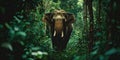 A towering elephant gently maneuvering through the dense forest , concept of Calm agility