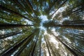 Towering Fir Trees in Oregon Forest State Park Royalty Free Stock Photo