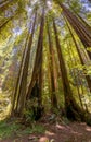 Towering giant redwood trees at the Muir Woods National Monument Royalty Free Stock Photo