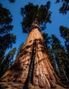 Towering Giant Sequoia Against a Clear Blue Sky Royalty Free Stock Photo