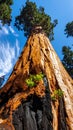 Towering Giant Sequoia Tree Against a Blue Sky Royalty Free Stock Photo