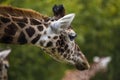 Towering Giraffe (Giraffa camelopardalis)