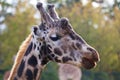 Towering Giraffe (Giraffa camelopardalis)