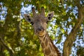 Towering Giraffe (Giraffa camelopardalis