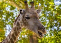 Towering Giraffe (Giraffa camelopardalis)