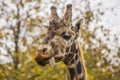 Towering Giraffe (Giraffa camelopardalis)