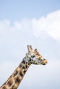 Towering Giraffe (Giraffa camelopardalis)