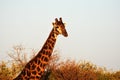 Towering giraffe
