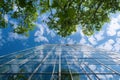 Skyward View of a Glass Building Through Tree Branches Royalty Free Stock Photo