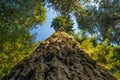 Towering Hemlock Royalty Free Stock Photo