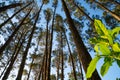 Towering high overhead plantation pine trees converge skyward