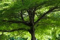 Towering High Tree Green Leaf and lofty Branches