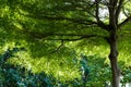 Towering High Tree Green Leaf and lofty Branches