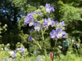 Towering Jacob`s-ladder / Polemonium foliosissimum / Leafy Polemonium, Blattreiche Jakobsleiter, Blattreiches Sperrkraut