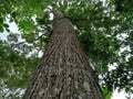 The towering mahogany trees are decades old