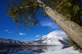 Towering Majestic Tree Overhangs Icy Blue Lake McDonald at Glacier National Park on a Cold, Crisp & Clear Montana Day, USA