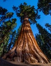 The Towering Majesty of a Giant Sequoia Tree Royalty Free Stock Photo