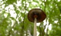 Towering Mushroom in Woods Royalty Free Stock Photo