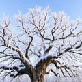 A majestic oak tree frozen in time, its gnarled branches reaching towards the sky, coated in a shimmering layer of ice Royalty Free Stock Photo