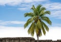 Towering palm tree against blue sky Royalty Free Stock Photo
