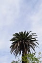 Towering Palm Tree Against a Bright Blue Sky Royalty Free Stock Photo