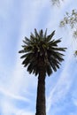 Towering Palm Tree Against a Bright Blue Sky Royalty Free Stock Photo