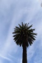 Towering Palm Tree Against a Bright Blue Sky Royalty Free Stock Photo