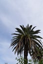 Towering Palm Tree Against a Bright Blue Sky Royalty Free Stock Photo
