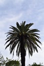 Towering Palm Tree Against a Bright Blue Sky Royalty Free Stock Photo