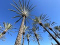 Palm trees agents a beautiful blue sky background Royalty Free Stock Photo