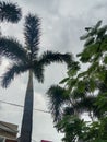 towering palm trees near my house Royalty Free Stock Photo