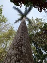 Towering palm trees reach the blue sky Royalty Free Stock Photo