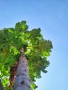 towering papaya trees seen from below against a blue sky background